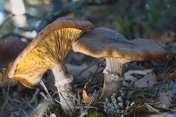 mushrooms in the forest