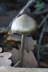 mushroom in the forest