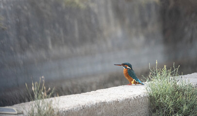 Small colorful kingfisher bird with bright blue and orange plumage