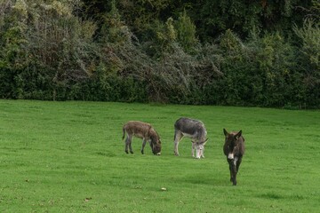 Donkeys Grazing Peacefully on a Green Pasture