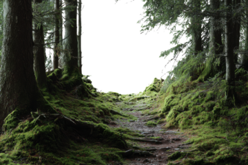 Mossy forest path with dark void in center and pine trees green, Isolated On Transparent Background, Png Cut Out