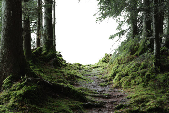 Mossy forest path with dark void in center and pine trees green, Isolated On Transparent Background, Png Cut Out - Powered by Adobe