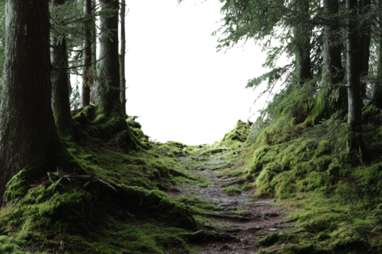 Mossy forest path with dark void in center and pine trees green, Isolated On Transparent Background, Png Cut Out
