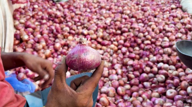 closeup of hand holding red onion at vegetable mandi