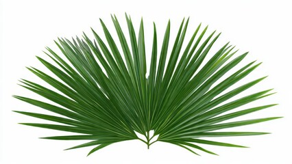 Fototapeta premium A single green palm leaf with radiating fronds isolated against a plain white background studio shot