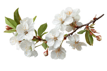 Beautiful spring cherry and apple blossoms on a branch, isolated white for a nature close-up