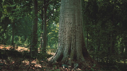 Obraz premium A grand tree stands tall in a serene forest, surrounded by lush greenery. Sunlight streams through the canopy, creating beautiful patterns on the ground. Nature thrives in this peaceful setting.