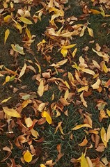 Suelo otoñal lleno de hojas de diferentes colores 