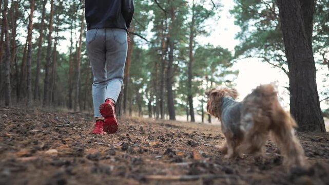 Walking through pine forest with red boots, person in jeans walks on needle covered ground among tall tree trunks, boot tread pressing soil, casual hiking pace, natural light filtering through canopy.