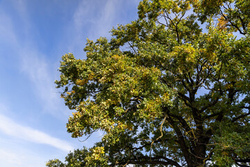 oak foliage and branches in the autumn before the fall of leaves, one oak in autumn, the foliage of which began to change color to yellow and orange