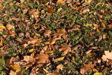 fallen leaves of maple trees lying on the ground illuminated by the sun from behind, maple foliage during leaf fall in the park in sunny weather with clear sunlight