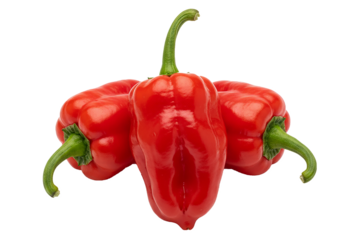 PNG.red hot chili peppers. Three fresh red Ghost Peppers, Bhut Jolokia, hottest chilies Isolated on transparent background.