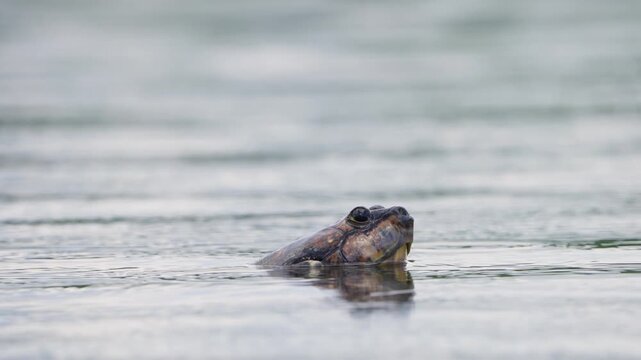 A giant amazon river turtle swims with its head above water while rain falls. SLOW MOTION.