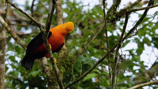 An orange Andean cock-of-the-rock bird moves around the canopy in the cloud forest of the Ecuadorian Andes. SLOW MOTION.