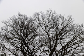 Details of an old oak tree without leaves in the autumn season against the background of a gray sky in cloudy weather