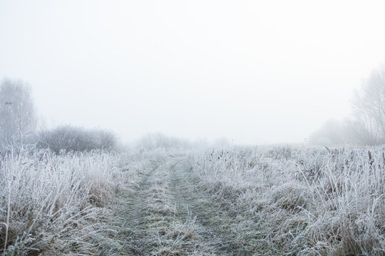 Frosty morning. Grass covered with frost  - Powered by Adobe