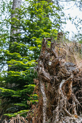 Gnarled exposed tree roots in a forest