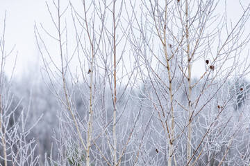 Obraz premium Frosty morning in the forest. Trees covered with hoarfrost. White birch in frost