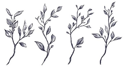 Hand Drawn Botanical Branches  Leaf  Twig Illustrations