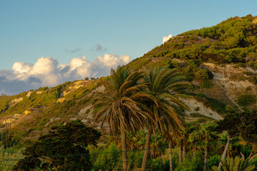 Tropical palm trees on green hillside at golden hour with dramatic clouds in blue sky, Mediterranean island summer landscape and travel destination.