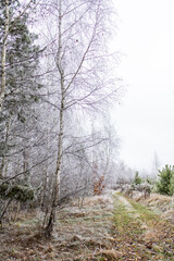 Frosty morning in the forest. Trees covered with hoarfrost
