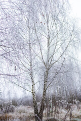 Fototapeta premium Frosty morning in the forest. Trees covered with hoarfrost. White birch in frost. White birch in frost