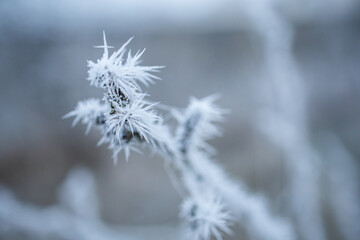 Frost on branches. Hoarfrost on a plant. Frosty morning