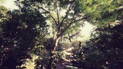 Bright sunlight gently streams through tall trees, casting soft shadows on the forest floor. The air is filled with the beauty of nature and the sound of rustling leaves.