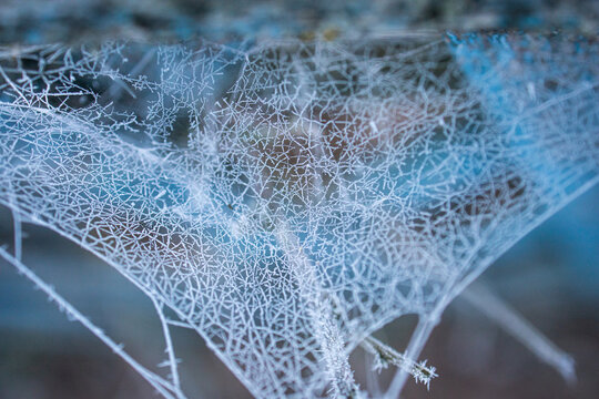 A spider web that froze in the cold - Powered by Adobe