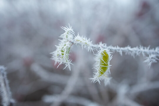 Hoarfrost on a leaf. Autumn green leaves in the frost. Frosty morning - Powered by Adobe