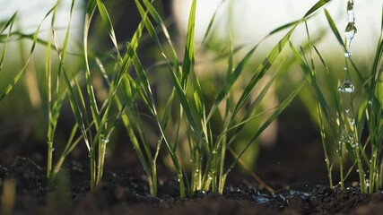 Young grass sprout growing in soil with water droplet and dew on leaf and shoot while root develops under moist soil and sunlight filters through blade creating fresh growth and gentle natural texture