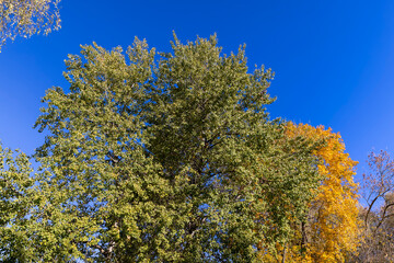 the yellowing foliage of maple trees in the autumn against the background of the blue sky in sunny weather, changes in nature during the autumn cold snap and a change in the color of the foliage