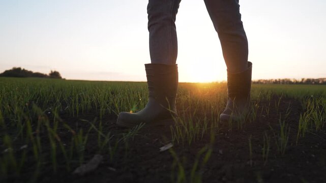 Walking through young crop field, boot pressing dark soil, grass shoot near leg, farmer inspecting growth at low sunset, crop and grass stretching toward light, rural land showing new plant life
