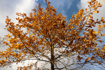 red oak foliage against the sky with clouds in early November, beautiful rusty oak foliage in the autumn season in sunny weather