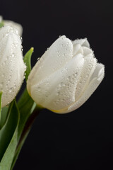 wet beautiful fresh tulips with green leaves in a large floral bouquet, a large number of beautiful fresh white tulip flowers covered with drops of water in a holiday gift bouquet