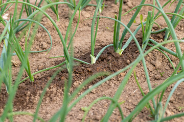 wet onions growing in an agricultural field, dry summer weather with dry soil, the need for maintenance and watering of green onions