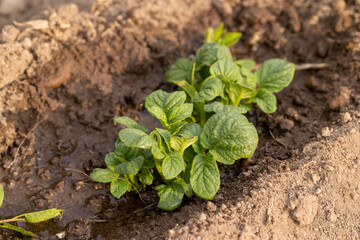 wet green potatoes growing in an agricultural field, dry summer weather with dry soil, the need for care and watering of green potatoes