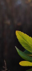 Macro close-up of a vibrant green leaf backlit by sunlight. Selective focus on detailed texture against a dark background. Nature and growth concept with copy space