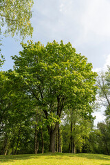 green foliage on deciduous trees in the park in the autumn season at the beginning of the fall, deciduous trees with colorful foliage at the beginning of the autumn season, sunny warm weather