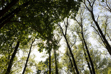 green foliage on deciduous trees in the park in the autumn season at the beginning of the fall, deciduous trees with colorful foliage at the beginning of the autumn , sunny warm weather