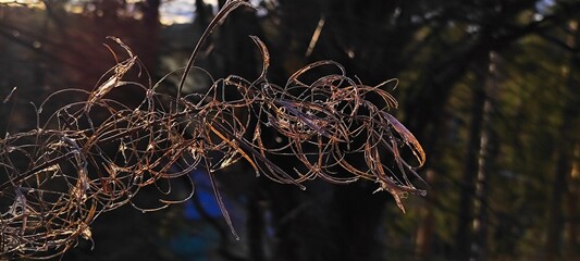 Close-up of a dried plant backlit by golden sunlight in autumn. Abstract natural texture of a withered wildflower stem. Fragile botanical detail against a dark background