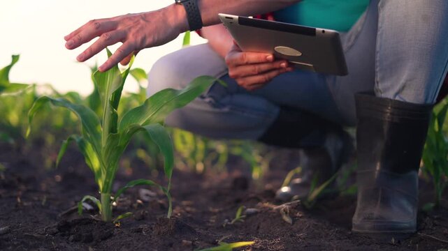 Inspecting corn plant with tablet in field while farmer checks soil and plant growth using agriculture technology to monitor crop health and crop growth during inspection supporting agriculture
