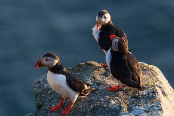 Atlantic puffin (Fratercula arctica)