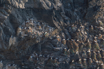 Northern gannet, (Morus bassanus)