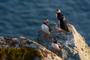 Atlantic puffin (Fratercula arctica)