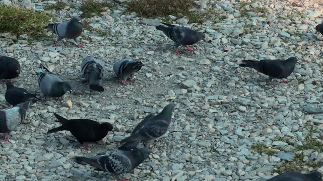 Birds in the city. Pigeons fighting over a piece of bread. Birds eating and fussing on the pebble seashore. Sunset. Golden hour