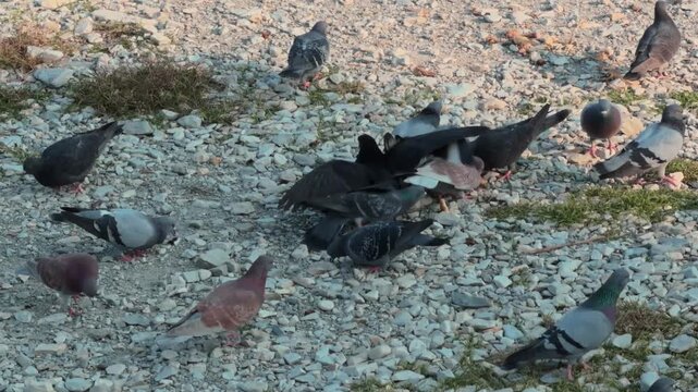 Birds in the city. Pigeons fighting over a piece of bread. Birds eating and fussing on the pebble seashore. Sunset. Golden hour
