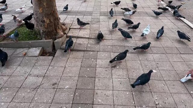 Birds in the city. Pigeons scatter in different directions and take flight as the camera flies past them. Slow motion