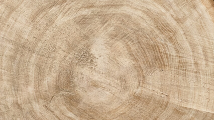 Naklejka premium Detailed texture of a light oak tree stump with visible growth rings.