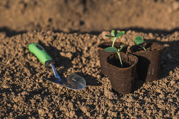 The concept of spring planting of vegetables and farming. Spatula and vegetable seedlings in peat...